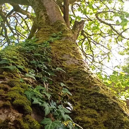 بيت للعطل Atlantic Way غالواي