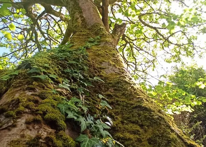 Tatil Evi Atlantic Way Galway